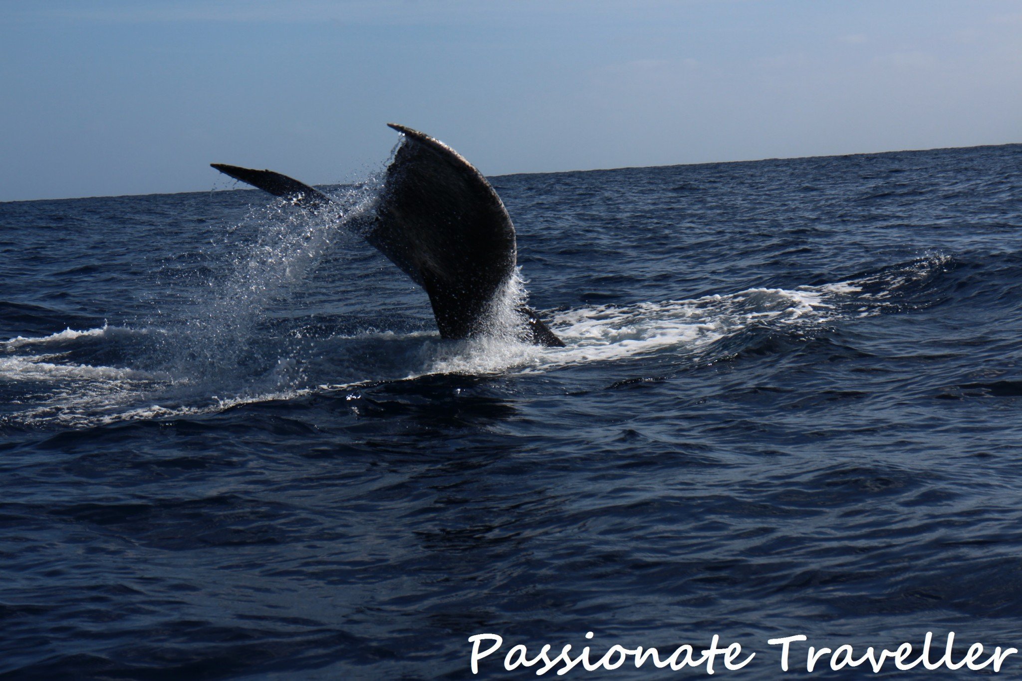 Cabo San Lucas Whales