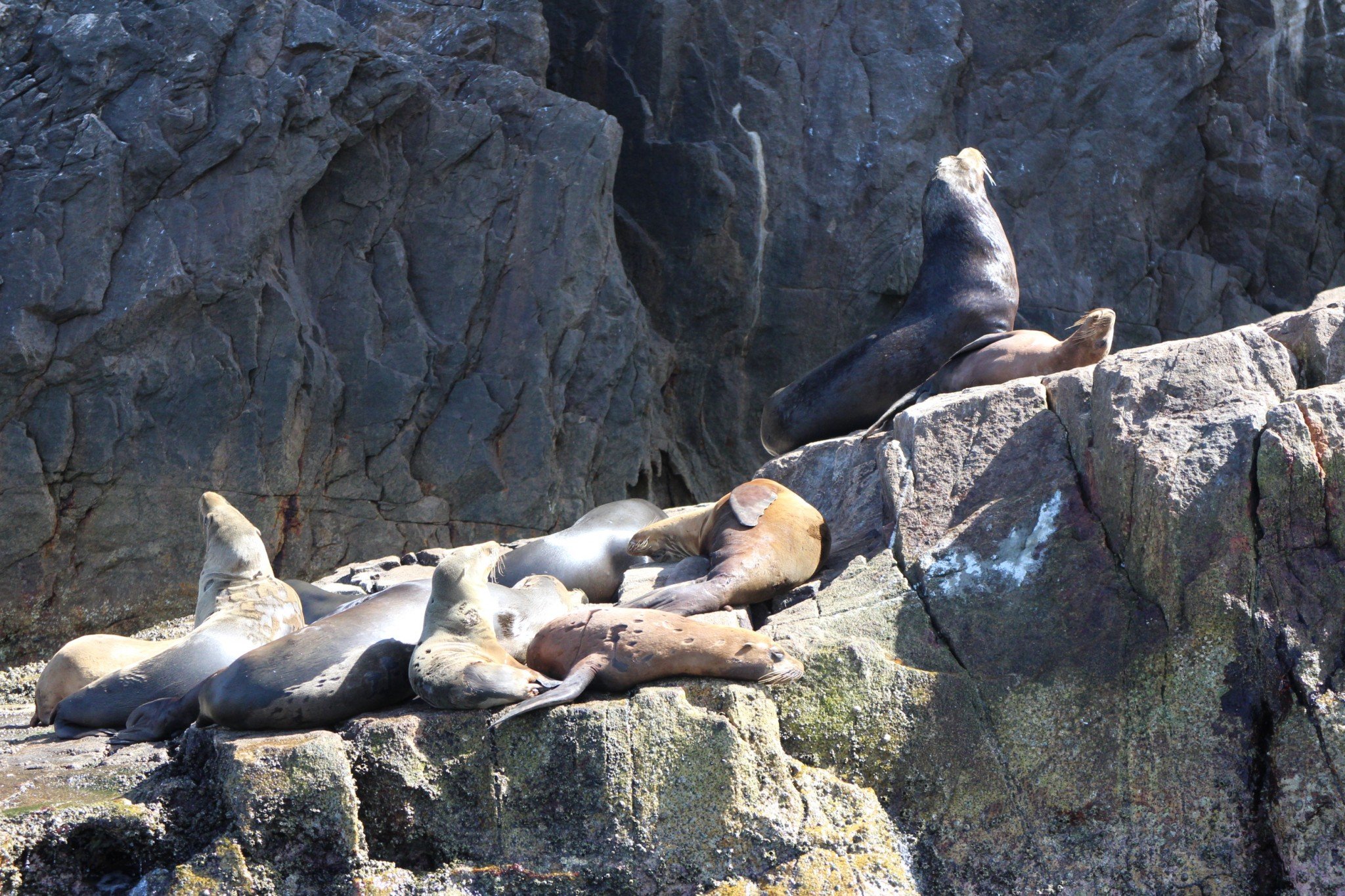 Sea Lions Mexico