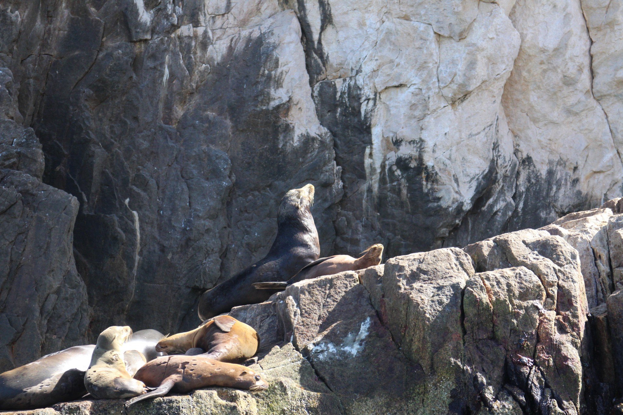 Sea Lions Mexico