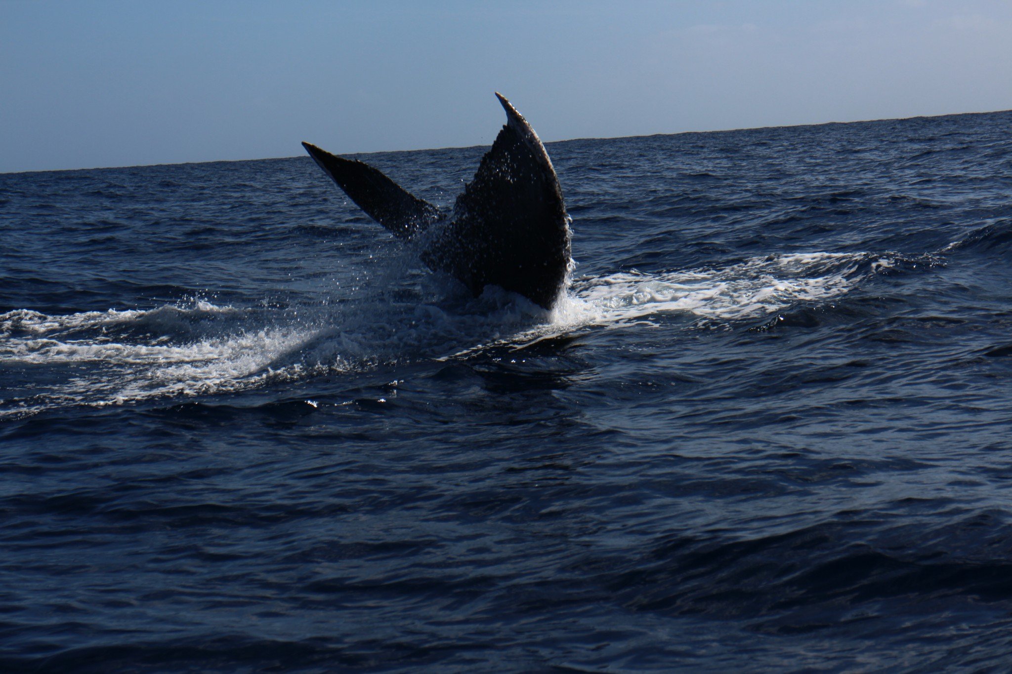 Whale tail