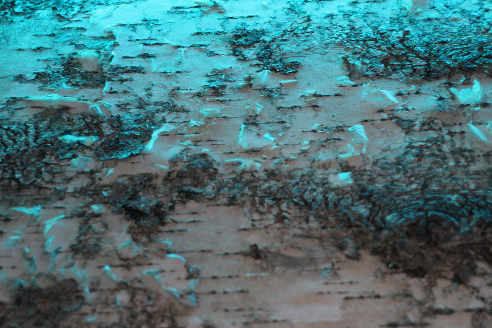 Vikimg Gabriella No Name 3