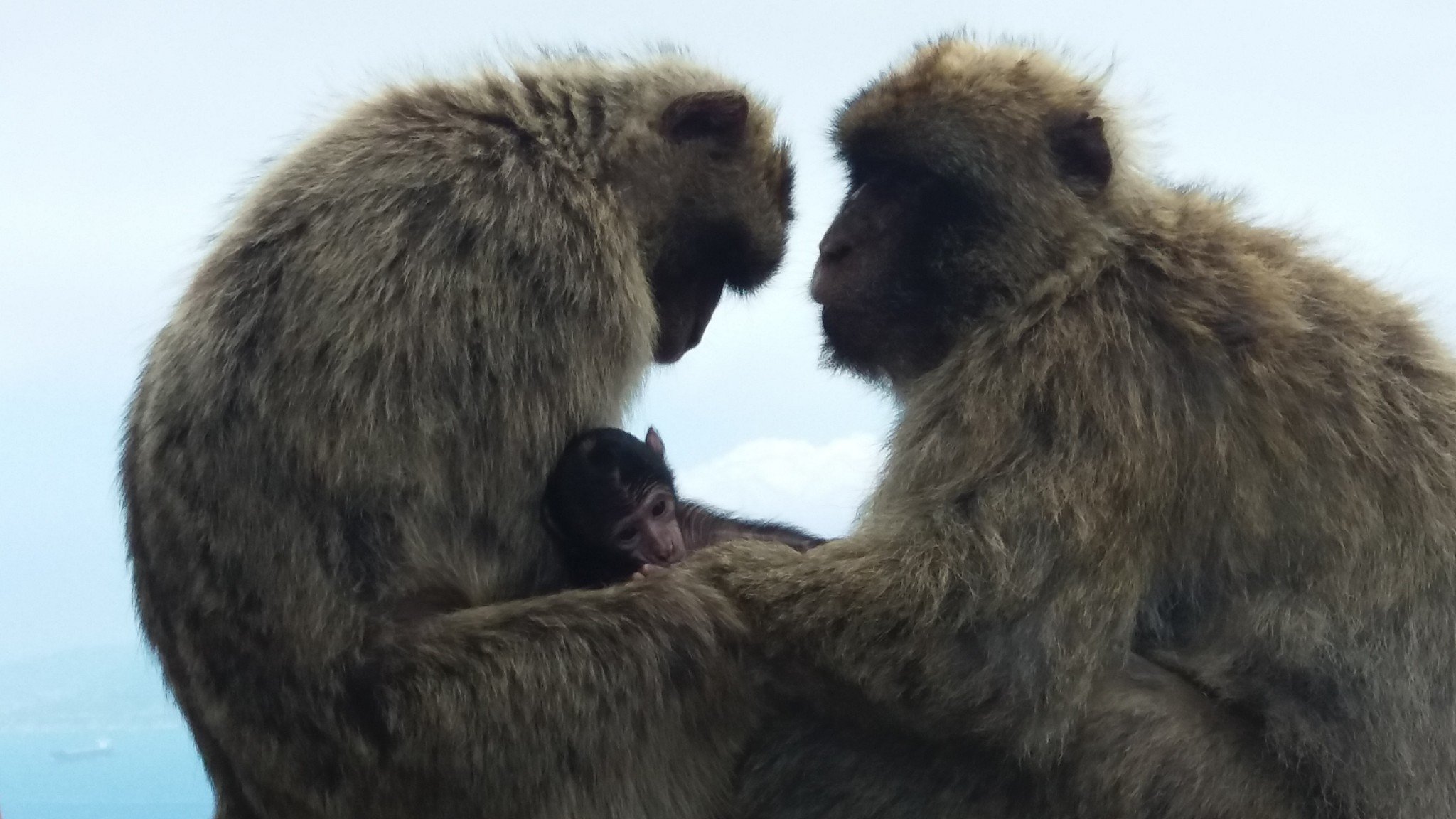 Gibraltar: Ei tyhmille turisteille