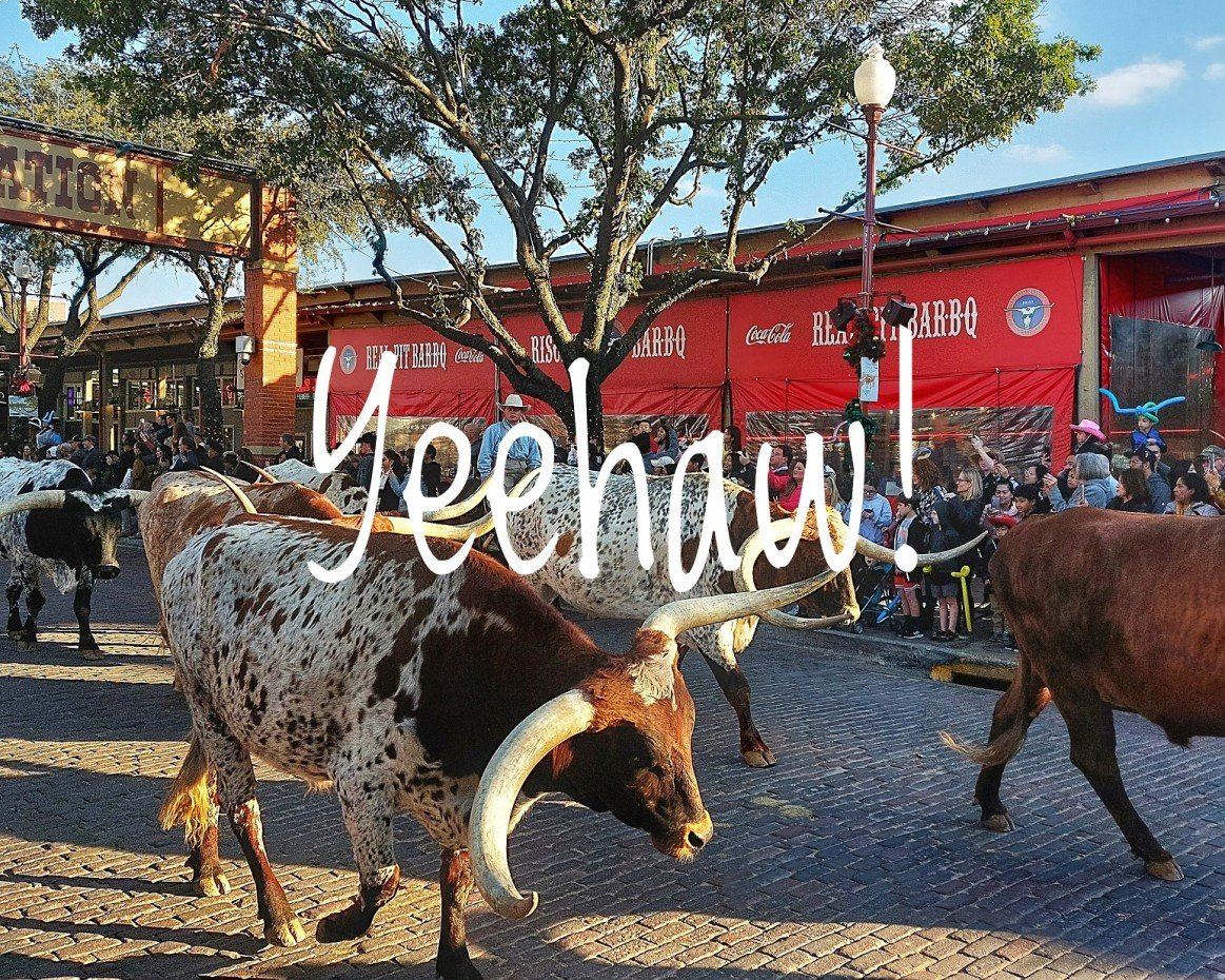 Kun kasvissyöjäprinsessa Texasin lihamaille päätyi