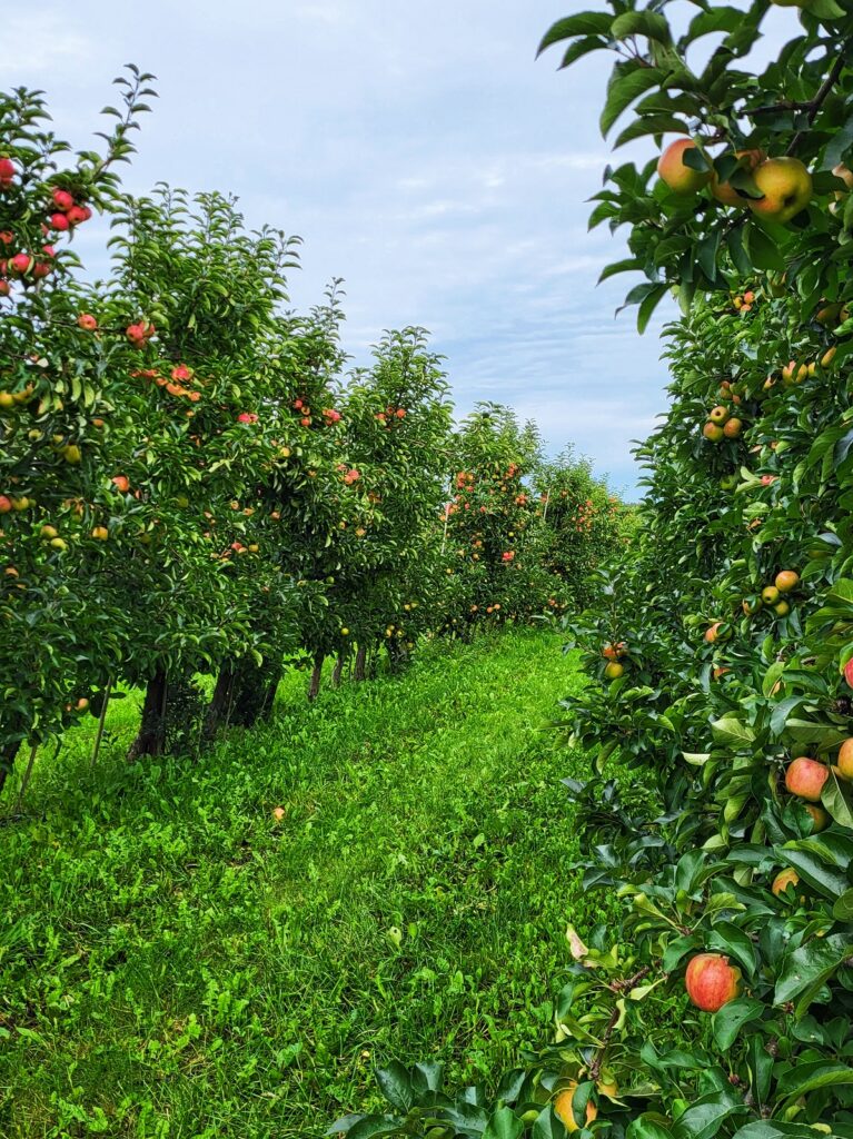 Grannas Äppel omenatarha Ahvenanmaa
