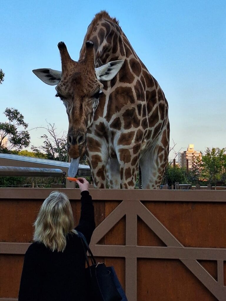 Taronga Zoo Roar and Snore