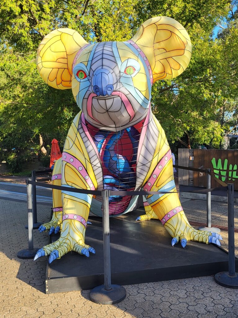 Sydney Taronga Zoo Koala