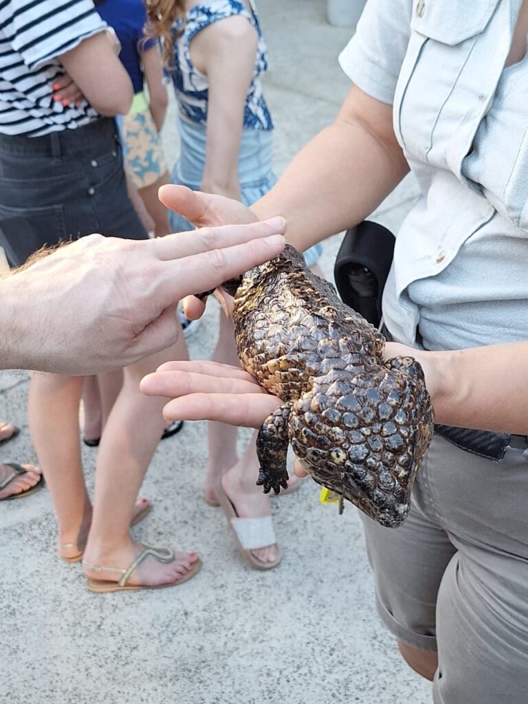 Taronga Zoo Roar and Snoar kokemuksia